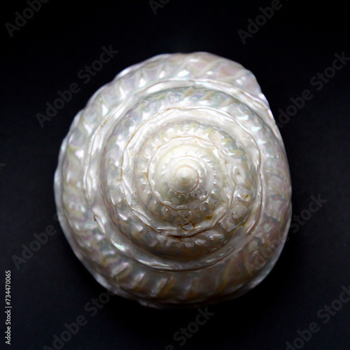Harmonious organic swirl of a seashell reminding of the sea with its wavy white nacre. The gem of nature is on black background. The shell shape looks like a woman's breast.