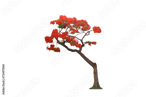 Image of delonix regia plant, in abundant bloom, isolated on transparent background png file.
