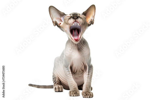 Hairless cat meowing, isolated on transparent background.