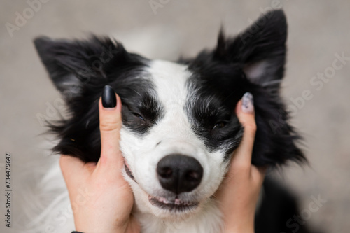 The owner squeezes the muzzle of the border collie dog outdoors. 