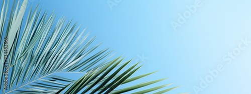 Palm leaves blue background,used for presentation of natural organic cosmetic products business for sale online shop Summer tropical beach with minimal concept