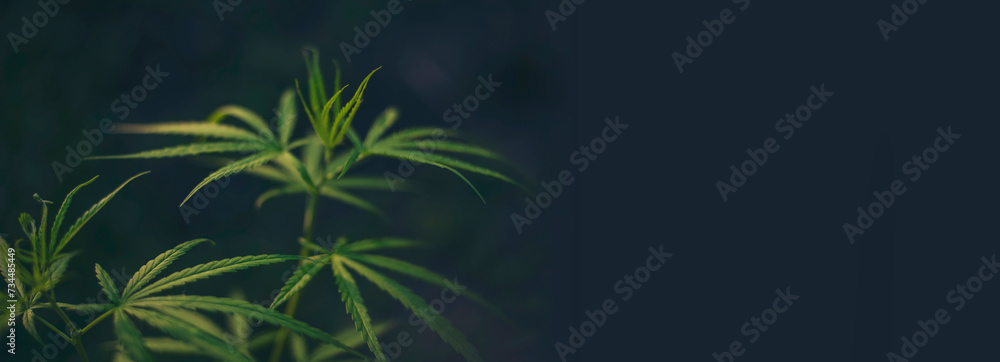 Banner Green weed Marijuana tree cannabis plant narcotic herbal in CBC greenhouse. Panorama Hemp leaf made cannabis crude oil medicine farm. CBC, THC herb agriculture Weed leaf Drug with copy space Banner Green weed Marijuana tree cannabis plant narcotic herbal in CBC greenhouse. Panorama Hemp leaf made cannabis crude oil medicine farm. CBC, THC herb agriculture Weed leaf Drug with copy space
