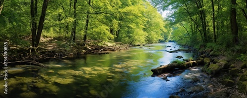 River in the green forest