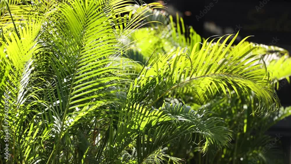 Sunlight Dancing on Vibrant Ferns Sunlight Dancing on Vibrant Ferns