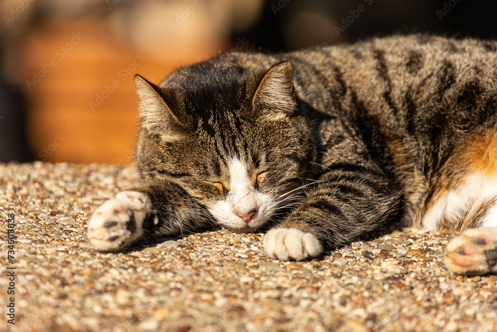 Lazy short hair cat sleeps sleeping on the sidewalk on the street on a sunny day, completely relaxed Lazy short hair cat sleeps sleeping on the sidewalk on the street on a sunny day, completely relaxed