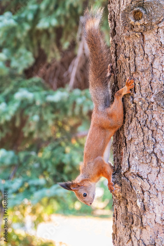 Squirrel sitting upside down on a tree trunk. The squirrel hangs upside down on a tree against colorful blurred background. Close-up. © Dmitrii Potashkin