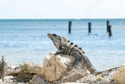 iguana on the beach © Yoshi