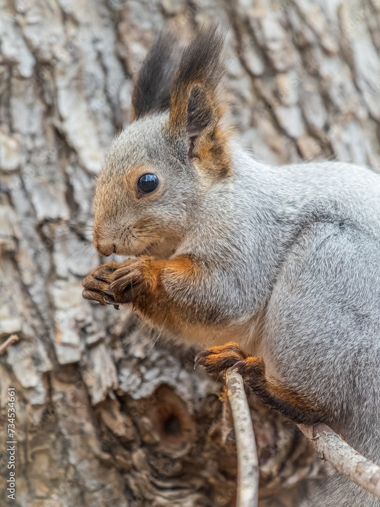 Fototapeta premium The squirrel with nut sits on tree in the autumn. Eurasian red squirrel, Sciurus vulgaris.
