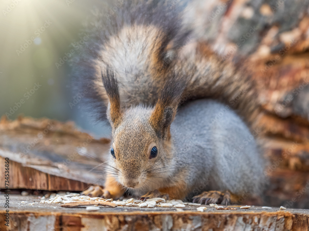 Fototapeta premium A squirrel sits on a stump and eats nuts in autumn.