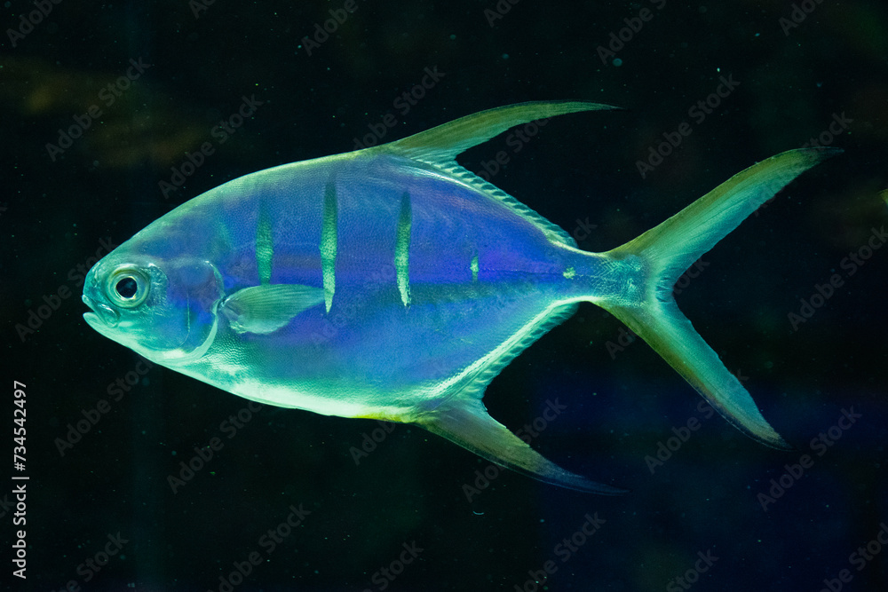Fototapeta premium Green glowing silver fish 