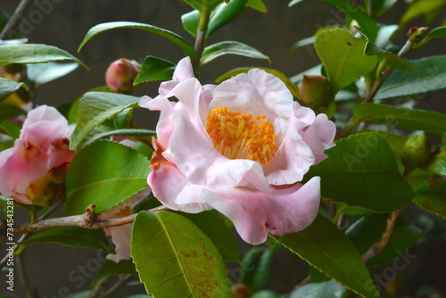 Camellia japonica blooming in the garden