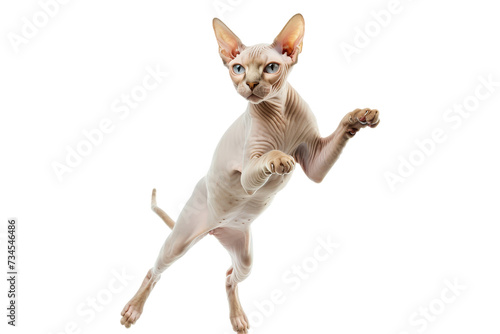 Sphynx cat jumping  isolated on transparent background.