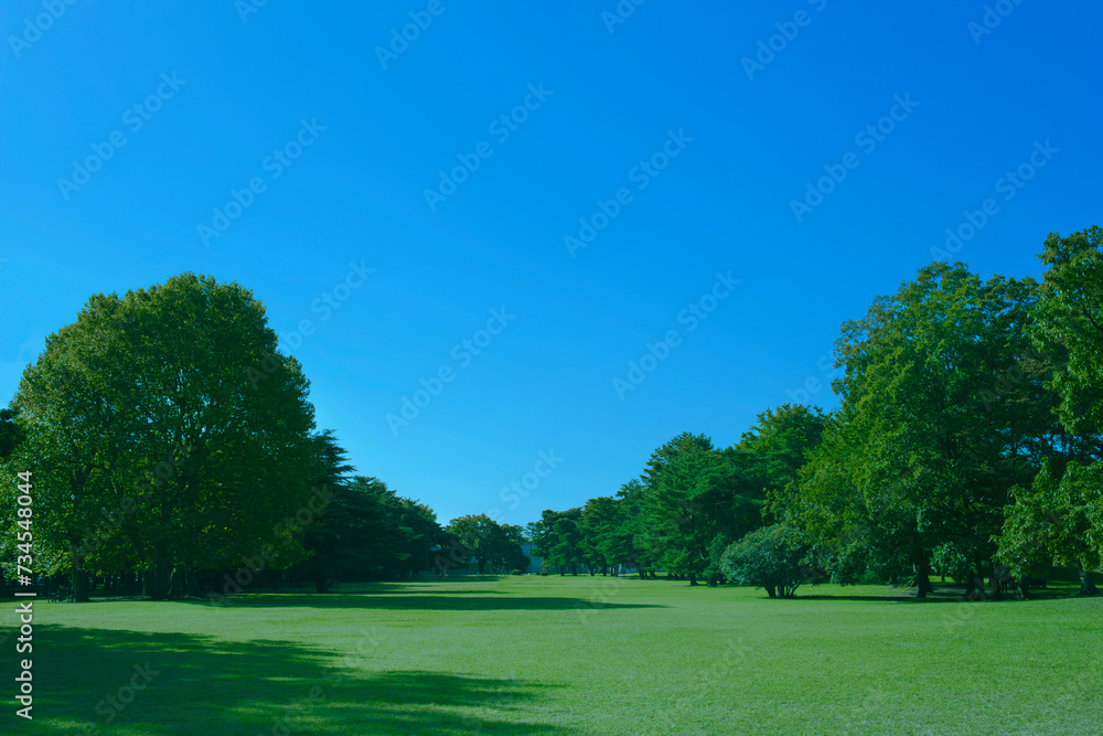 Obraz premium Green Tree in the Park