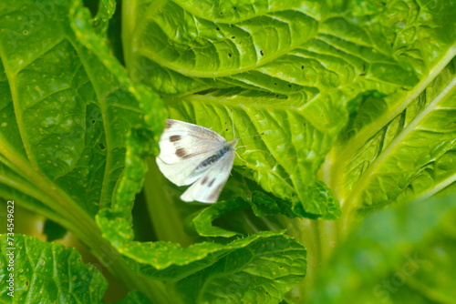 Fototapeta Naklejka Na Ścianę i Meble -  Beautiful Pieris rapae on vegetable leaves