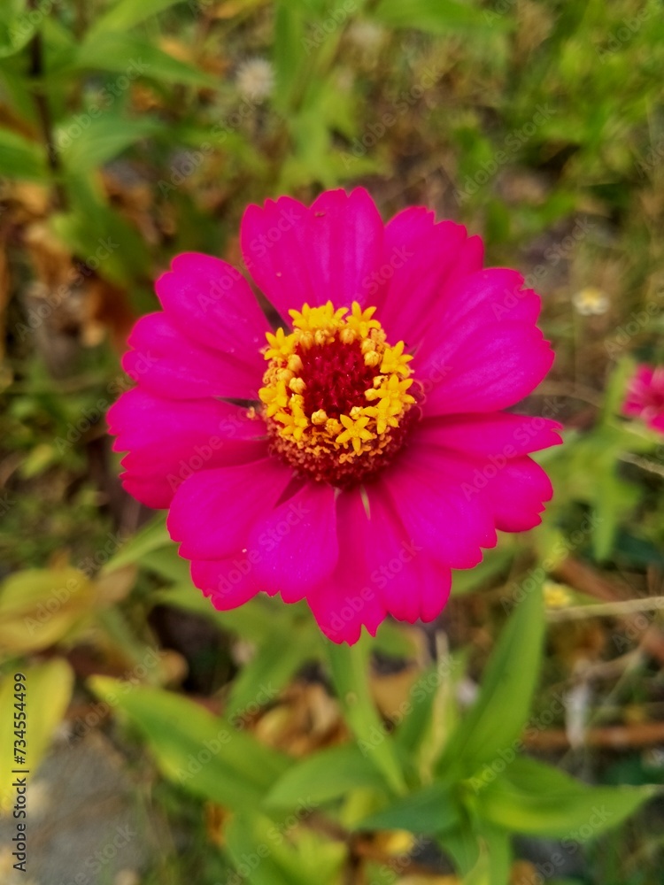Obraz premium Close up of pink daisy flowers. Its generally symbolic of platonic love, romance, gentleness, and feminine energies. 