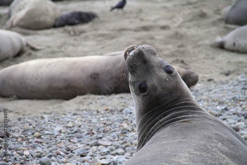 island sea lion