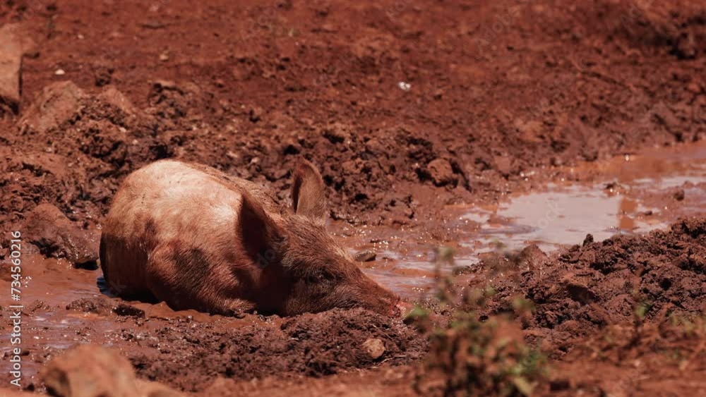 Pig Enjoys Mud Bath in Sunshine Pig Enjoys Mud Bath in Sunshine