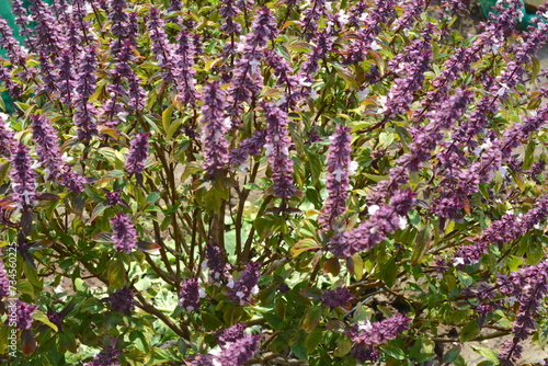 Ocimum basilicum in the vegetable garden