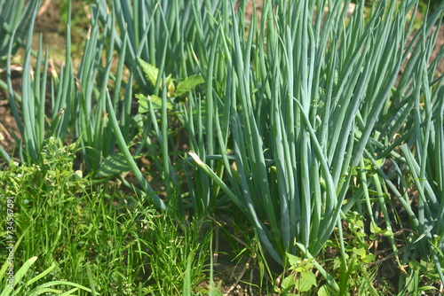 Allium schoenoprasum and Allium fistulosum in the vegetable garden photo