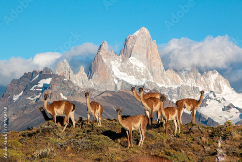 guanacos of patagonia standing in front of fritz roy mountain range showing an iconic patagonian landscape