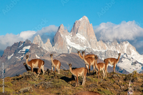 guanacos   Lama guanicoe   of patagonia standing in front of fritz roy mountain range showing an iconic patagonian landscape