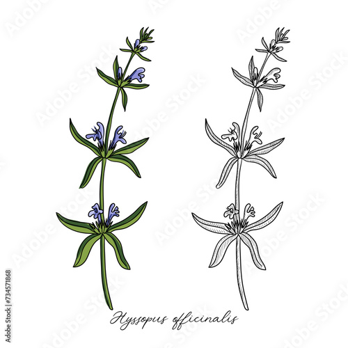 vector drawing hyssop,Hyssopus officinalis , hand drawn illustration