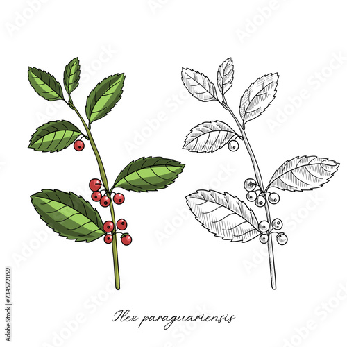 vector drawing yerba mate, Ilex paraguariensis, hand drawn illustration