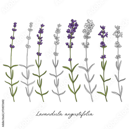 vector drawing lavender, Lavandula angustifolia , hand drawn illustration of medicinal plant