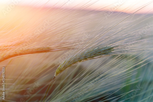 barley with spikes in field  back lit cereal crops plantation in sunset