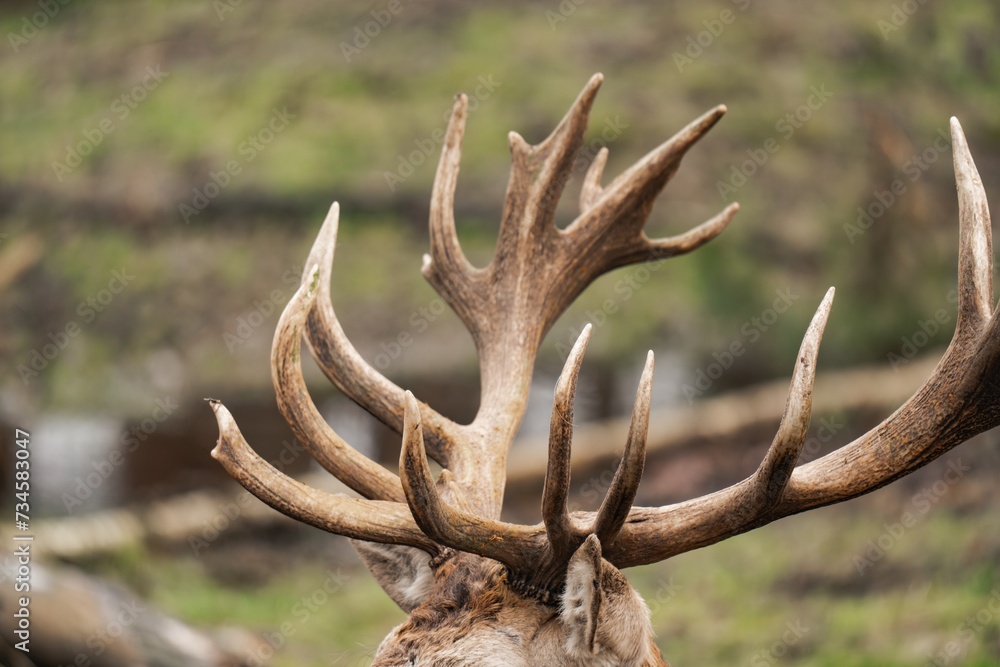 Fototapeta premium Close-up of huge antlers of a deer buck. Antlers of a male deer