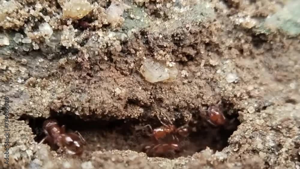ant on the ground ant on the ground