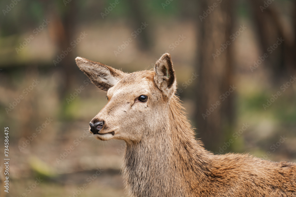 Close-up of a young female deer isolated (Cervidae) Close-up of a young female deer isolated (Cervidae)