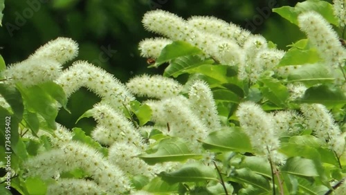 【山野草・樹木】ウワミズザクラ（上溝桜・上不見桜）：Prunus grayana photo