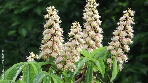 【山野草・樹木】トチノキ（栃の木・栃・橡の木：Aesculus turbinata）の花 photo