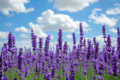 field of lavender, with a blue sky and white clouds in the background