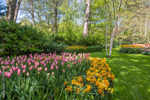 Fototapeta Naklejka Na Ścianę i Meble -  Spring tulip bulb field in garden at Lisse near Amsterdam Holland Netherlands