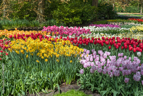 Spring tulip bulb field in garden at Lisse near Amsterdam Holland Netherlands