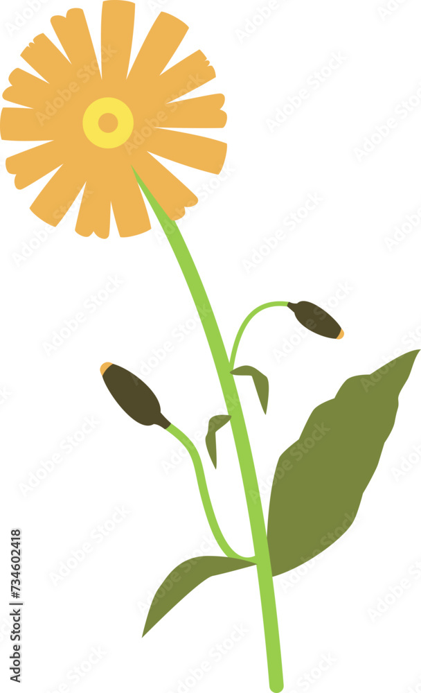 Fototapeta premium Spanish Gerbera Flower