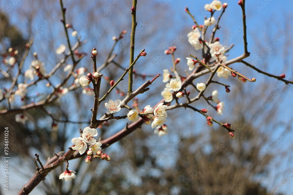 梅の花 南高 梅の花 南高
