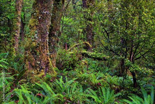 rainforest near Milford Sound, South Island, New Zealand