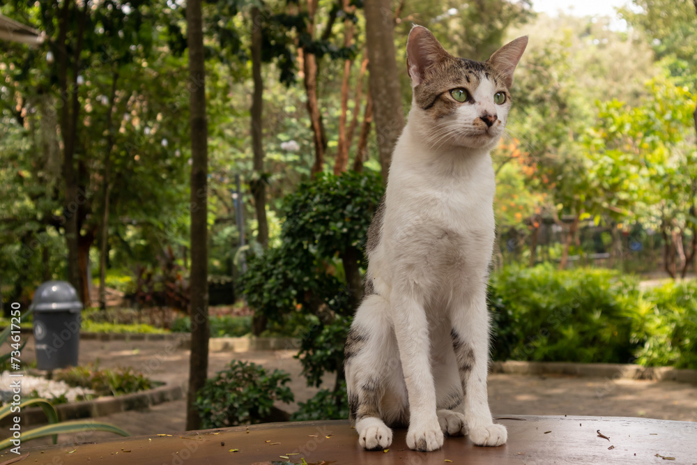 A white cat standing on a table in the garden A white cat standing on a table in the garden
