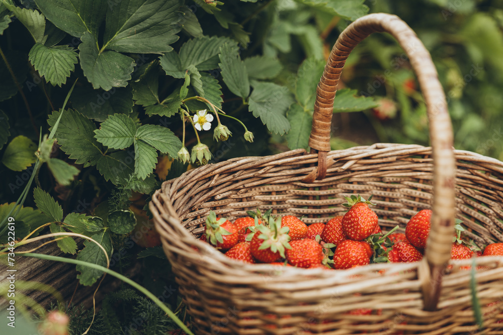 Strawberries in a basket next to the bush 