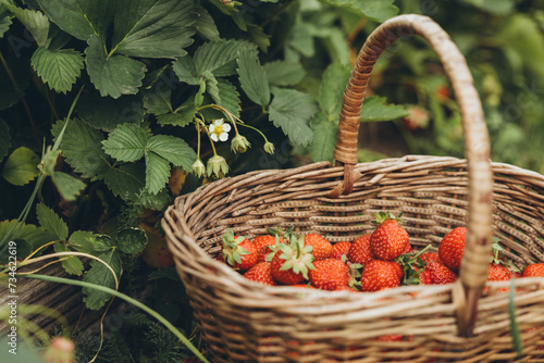 Strawberries in a basket next to the bush 
