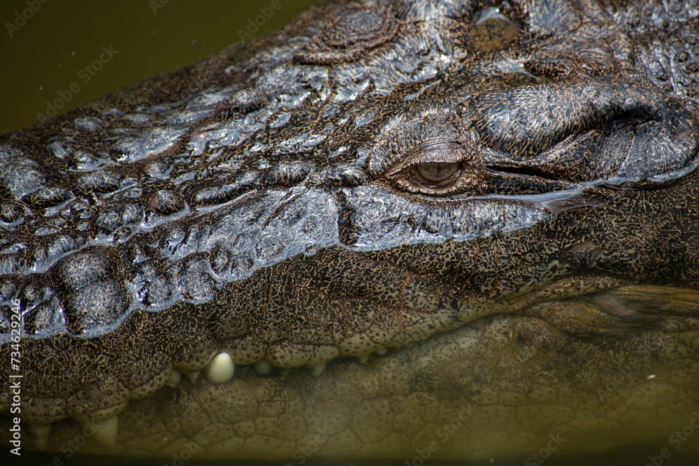 Fototapeta premium Saltwater Crocodile, Queensland, Australia