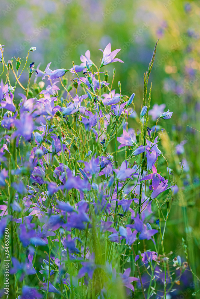 Fototapeta premium blue bell flowers