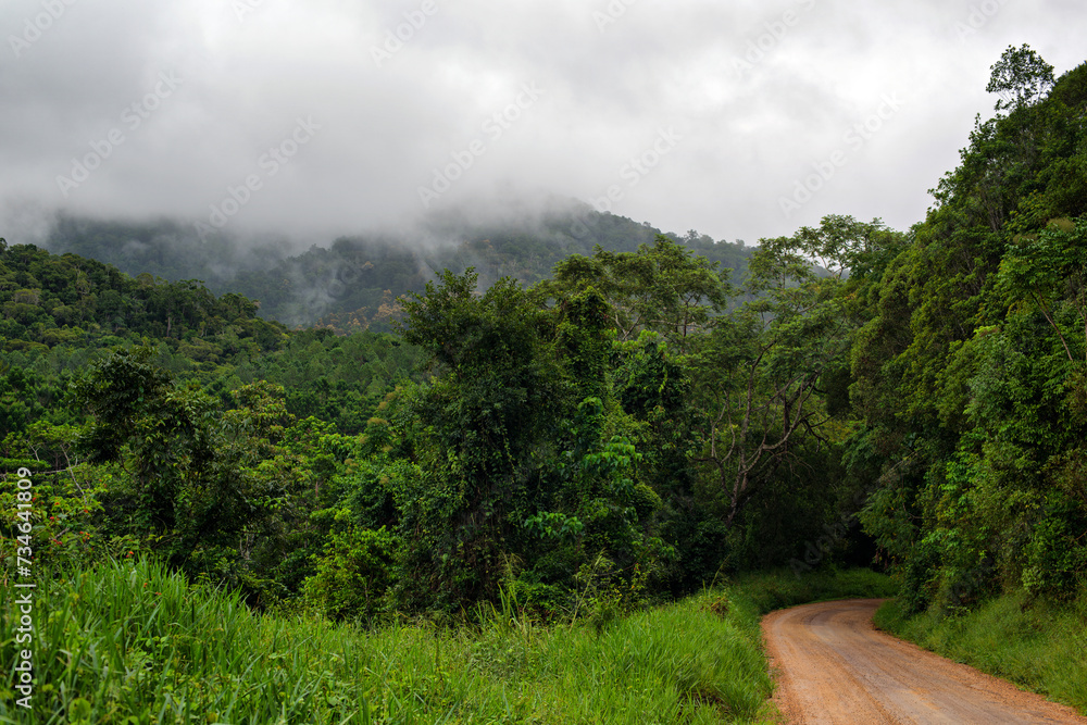 Obraz premium travelling the rainforest, Danbulla Road, Atherton Tablelands, Queensland, Australia