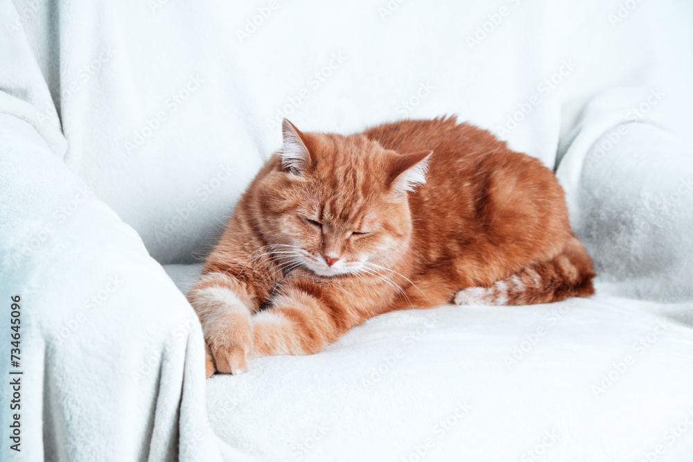 Ginger cat relaxing on a couch. Pet at home.