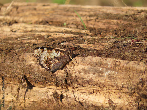 New Zealand red admiral (Vanessa gonerilla) with wings closed, camouflaged against timber log.
