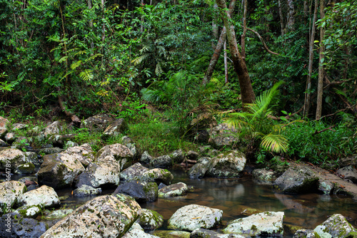 rainforest creek at Mobo Crater, Atherton Tablelands, Queensland, Australia
