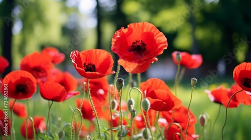 Vibrant red poppies swaying in the breeze